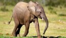 صورة مقال صغير الفيل