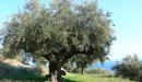 صورة مقال شجرة الزيتون في فلسطين