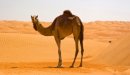 صورة مقال تكيف الجمل في الصحراء