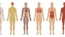صورة مقال مكونات جسم الإنسان