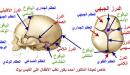 صورة مقال عدد عظام الجمجمة