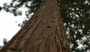 صورة مقال أضخم شجرة في العالم