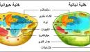 صورة مقال مكونات الخلية الحيوانية