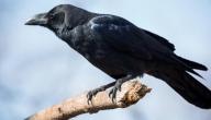صورة مقال ما هو صوت الغراب