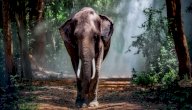 صورة مقال معلومات عن حيوان الفيل