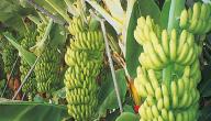 صورة مقال كيفية زراعة الموز