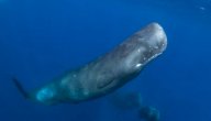 صورة مقال معلومات عن حوت العنبر
