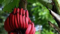 صورة مقال فوائد الموز الأحمر