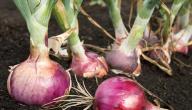 صورة مقال طريقة زراعة البصل