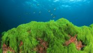 صورة مقال الطحالب الخضراء