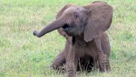 صورة مقال ماذا يسمى صغير الفيل