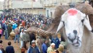 صورة مقال عيد الأضحى بالمغرب