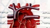 صورة مقال كم عدد صمامات القلب