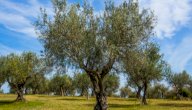 صورة مقال خصائص شجرة الزيتون