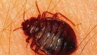 صورة مقال أضرار حشرة البق على الإنسان