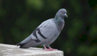 صورة مقال بحث عن الحمام