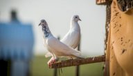 صورة مقال كيفية تربية الحمام