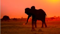 صورة مقال قصة أصحاب الفيل