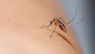 صورة مقال مكونات جسم البعوضة والأمراض التي تنقلها
