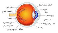 صورة مقال أجزاء العين ووظائفها