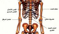 صورة مقال مقال علمي عن الجهاز العظمي