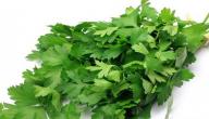 صورة مقال فوائد البقدونس وأضراره