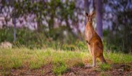 صورة مقال معلومات عن حيوان الكنغر