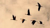 صورة مقال الطيور المهاجرة