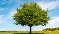صورة مقال كيف تتنفس الأشجار
