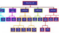 صورة مقال كيفية عمل هيكل تنظيمي لشركة