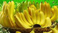 صورة مقال ما فوائد موز الجنة