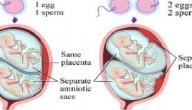 صورة مقال مراحل نمو التوائم في بطن الأم