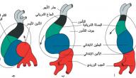 صورة مقال مراحل الدورة القلبية