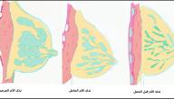 صورة مقال هل توجد غدد في الثدي