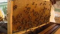 صورة مقال طريقة تربية النحل للمبتدئين