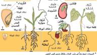 صورة مقال مظاهر النمو عند النبات