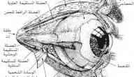 صورة مقال مكونات العين الداخلية والخارجية