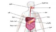 صورة مقال ما هو الجهاز الهضمي