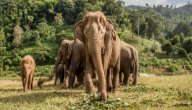 صورة مقال كيف يموت الفيل