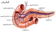 ما هو البنكرياس