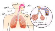صورة مقال مقال علمي عن جهاز التنفس