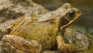 صورة مقال بحث عن الضفدع
