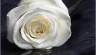 صورة مقال ما معنى الوردة البيضاء