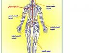 صورة مقال تعريف ومكونات الجهاز العصبي