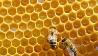 صورة مقال كيف ينتج النحل العسل
