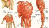 صورة مقال بحث حول حركة العضلات