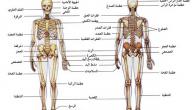 صورة مقال مكونات الجهاز العظمي