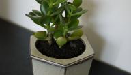 صورة مقال طريقة سقي النباتات المنزلية