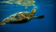 صورة مقال كيف تتنفس السلحفاة البحرية