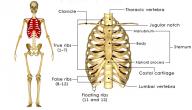 صورة مقال كم عدد عظام القفص الصدري للإنسان